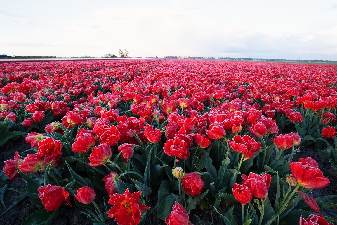 přechodový filtr VFFOTO NHDQ 1.2 HARD 100x150 mm bez filtru